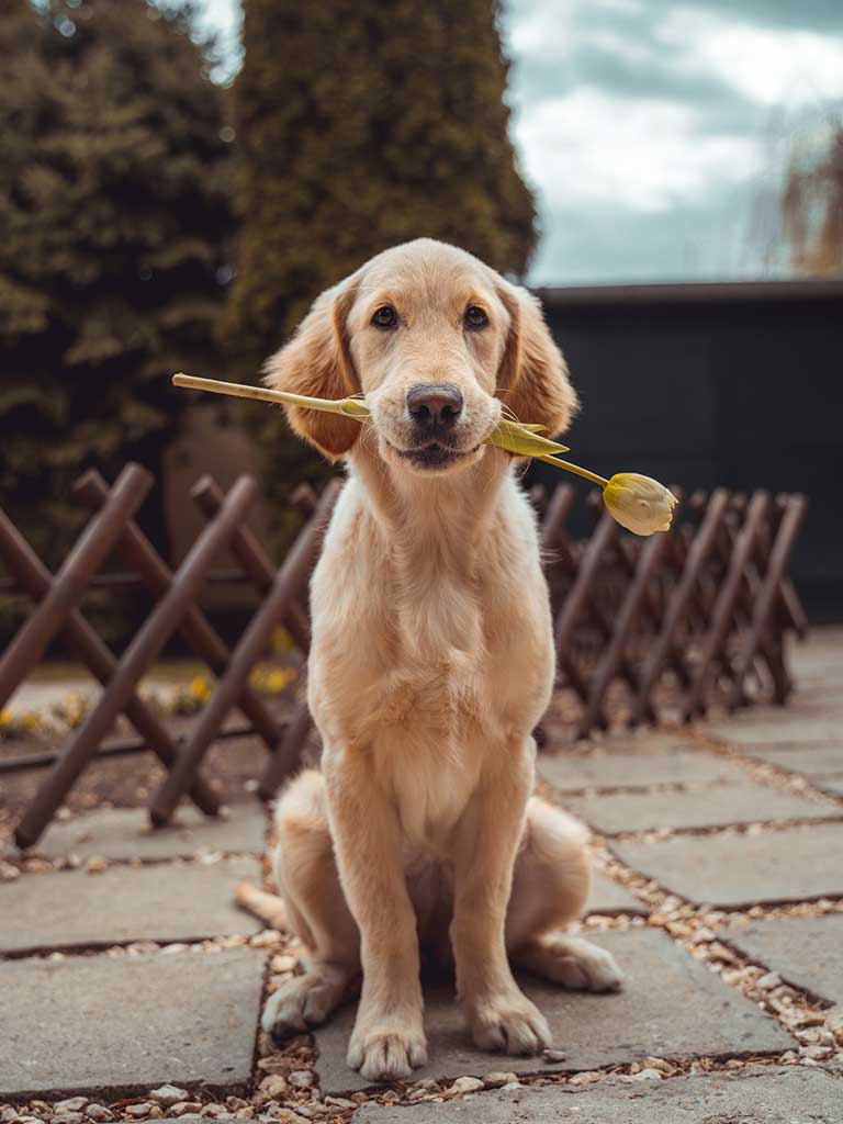 Mi pareja no quiere a mi perro ¿qué hago? – Sensylife